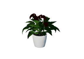 3D Flowers - Anthurium