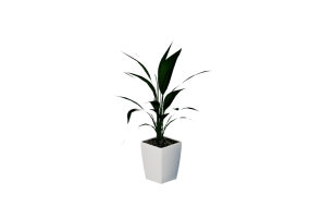 Plantas 3D - Aspidistra elatior
