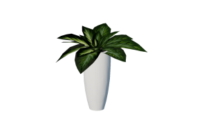 3D Flowers - Dieffenbachia Camilla