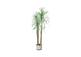 Plantas 3D - Dracaena