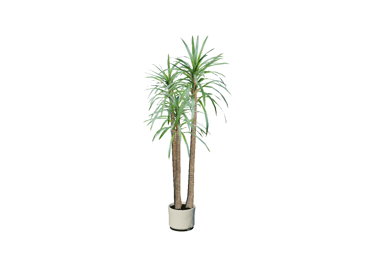 3D Flowers - Dracena - EVERMOTION 3D Flowers - Dracena - EVERMOTION
