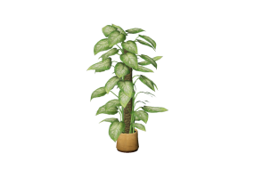 3D Flowers - Pothos
