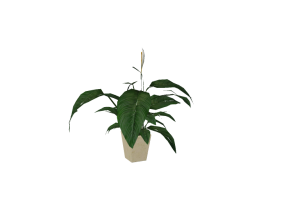 Plantas 3D - Espatifilo