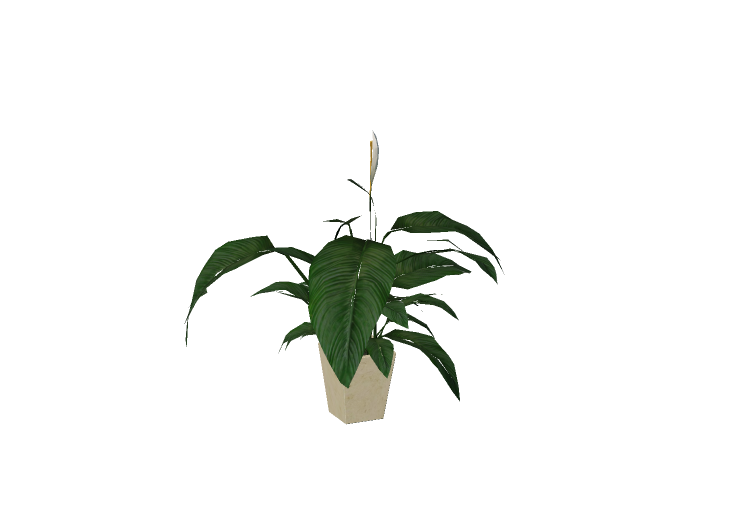 Plantas 3D - Espatifilo - EVERMOTION Plantas 3D - Espatifilo - EVERMOTION