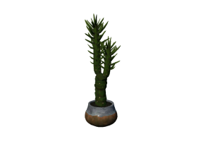 3D Flowers - Austrocylindropuntia subulata