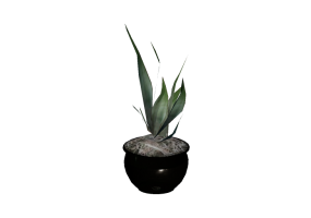 3D Pflanzen - Drachenbaum-Agave