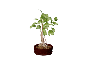 3D Flowers - Ficus retusa