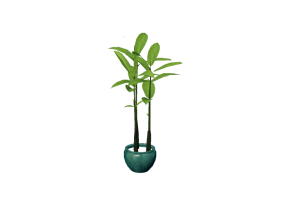 3D Flowers - Ficus robusta