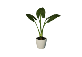 3D Flowers - Alocasia cucullata