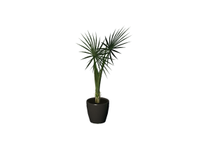 Plantas 3D - Sagu-de-jardim
