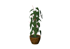 3D Pflanzen - Philodendron scandens