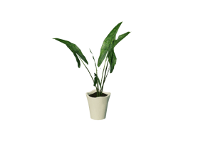 3D Flowers - Alocasia zebrina
