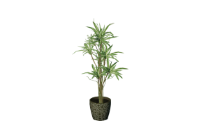 3D Pflanzen - Drachenbaum