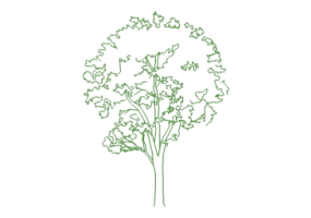 Arbres DWG - Arbre (05)