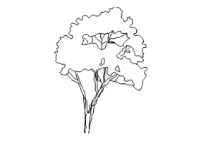DWG Trees - Tree (11)