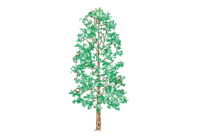 Alberi DWG - Albero (16)
