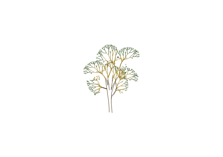 DWG Trees - Tree (19) - ACCA software DWG Trees - Tree (19) - ACCA software