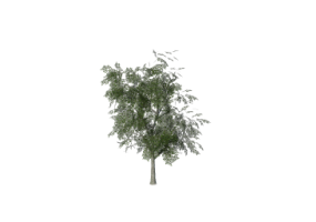 3D Trees - Birch
