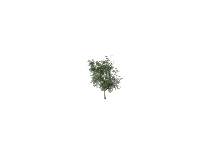 3D Trees - Birch - ACCA software 3D Trees - Birch - ACCA software