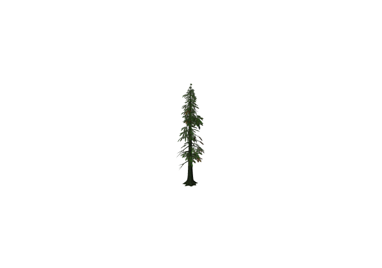 Alberi 3D - Cipresso di Lawson - ACCA software Alberi 3D - Cipresso di Lawson - ACCA software