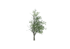 &Aacute;rboles 3D - Fresno