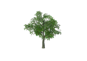 3D Trees - Walnut
