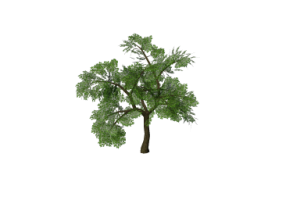 3D Trees - Oak