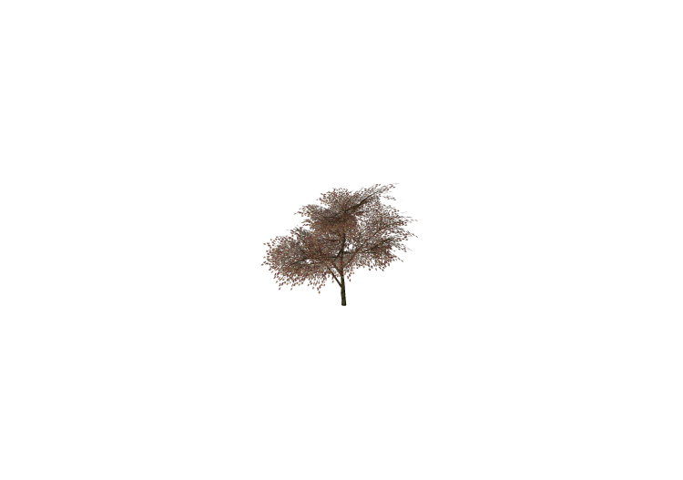 Alberi 3D - Acero giapponese - ACCA software Alberi 3D - Acero giapponese - ACCA software