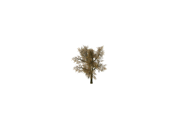 Árvores 3D - Bôrdo-da-noruega - ACCA software Árvores 3D - Bôrdo-da-noruega - ACCA software