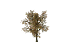 3D Trees - Norway maple