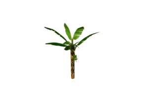 3D Trees - Banana
