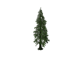 3D Trees - Lawson Cypress