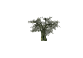 3D Trees - Olive tree