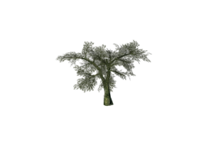 &Aacute;rvores 3D - Oliva