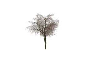 &Aacute;rboles 3D - &Aacute;rbol del amor