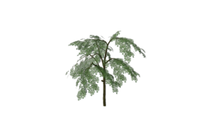 3D B&auml;ume - Pflaumenbaum