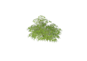 Buissons 3D - Bambou