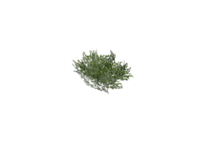 Cespugli 3D - Cespuglio