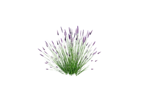 3D Bushes - Lavanda