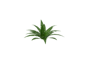 3D Bushes - Fern