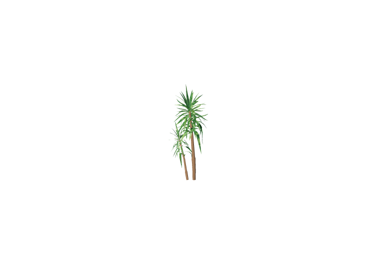 Piante 3D - Dracena - ACCA software Piante 3D - Dracena - ACCA software