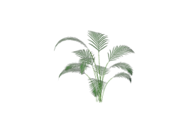 3D Flowers - Kentia