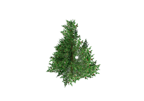 Piante 3D - Agrifoglio