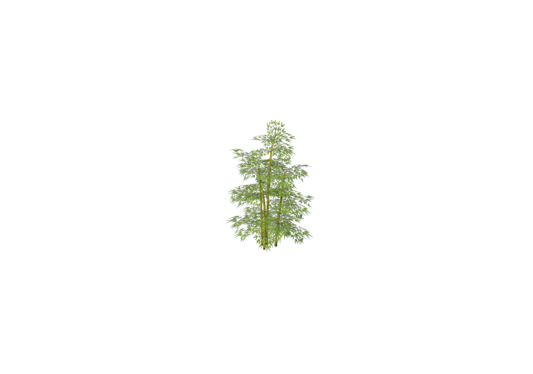 3D Flowers - Bamboo - ACCA software 3D Flowers - Bamboo - ACCA software