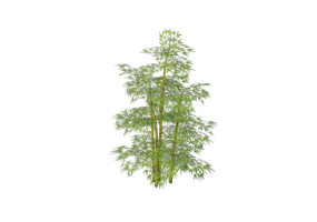 Plantas 3D - Bambu