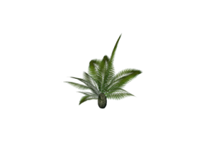 Plantas 3D - Cycas revoluta