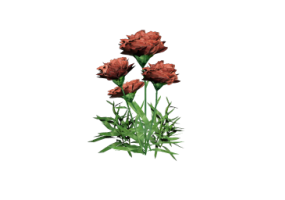 3D Flowers - Carnation (Dianthus caryophyllus)