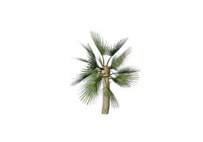 3D Flowers - Mediterranean dwarf palm