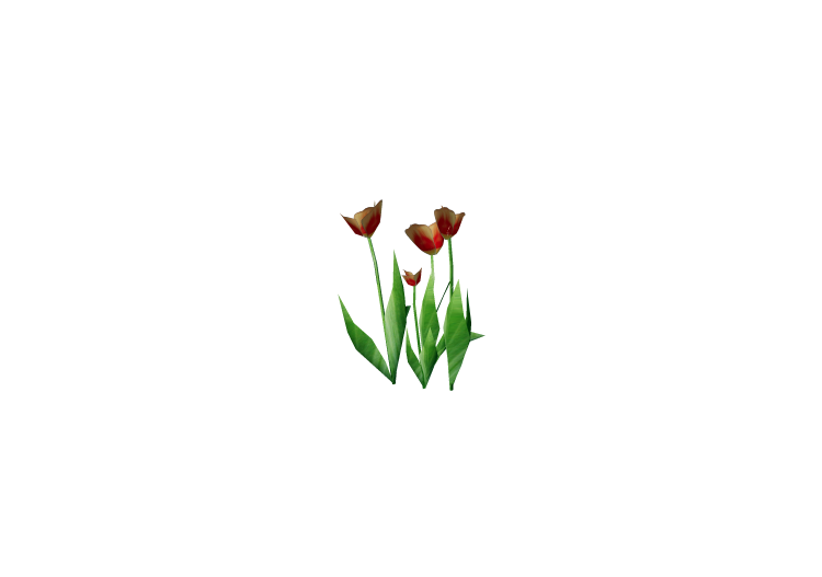 Plantes 3D - Tulipe orange - ACCA software Plantes 3D - Tulipe orange - ACCA software