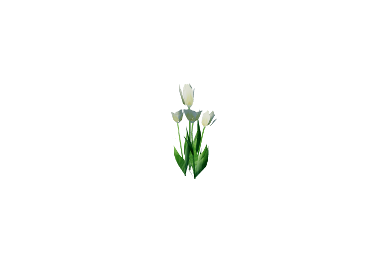 Piante 3D - Tulipano bianco - ACCA software Piante 3D - Tulipano bianco - ACCA software